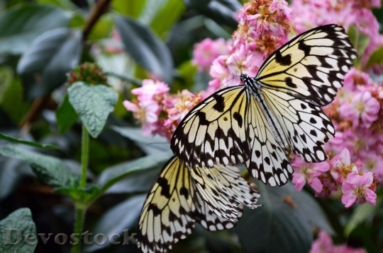 Devostock Butterfly colorful  (290)