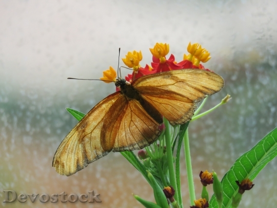 Devostock Butterfly colorful  (291)