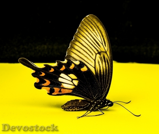 Devostock Butterfly colorful  (293)