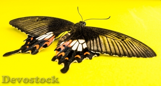 Devostock Butterfly colorful  (295)