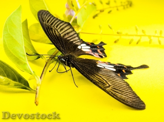 Devostock Butterfly colorful  (296)