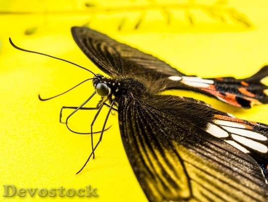 Devostock Butterfly colorful  (299)