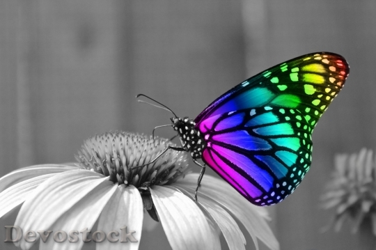 Devostock Butterfly colorful  (30)