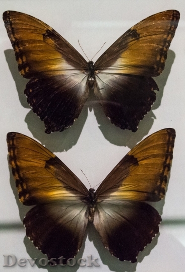 Devostock Butterfly colorful  (307)