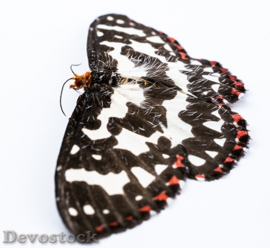 Devostock Butterfly colorful  (308)