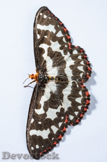 Devostock Butterfly colorful  (309)