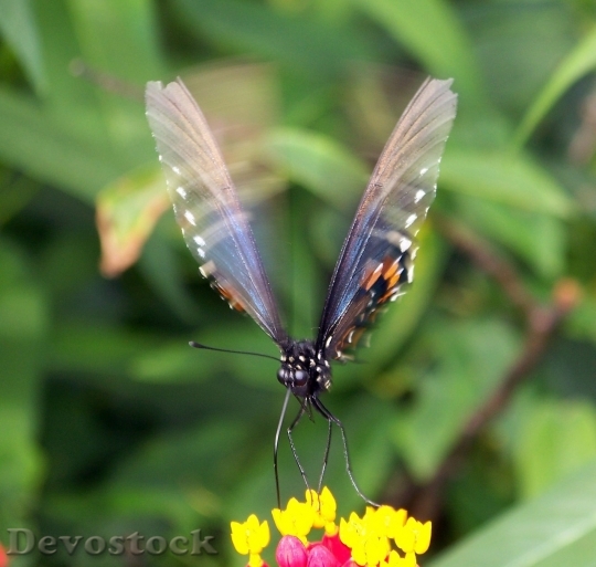 Devostock Butterfly colorful  (31)