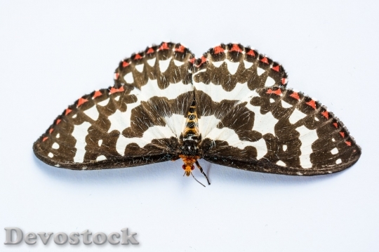 Devostock Butterfly colorful  (310)