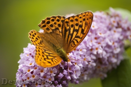 Devostock Butterfly colorful  (312)