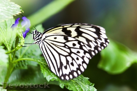 Devostock Butterfly colorful  (318)