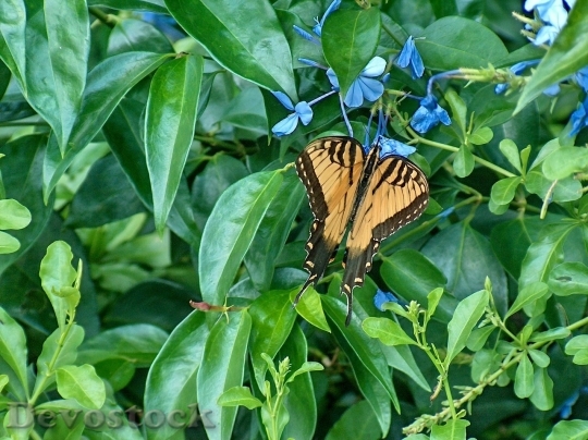 Devostock Butterfly colorful  (319)
