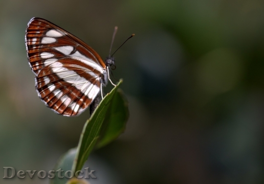 Devostock Butterfly colorful  (320)