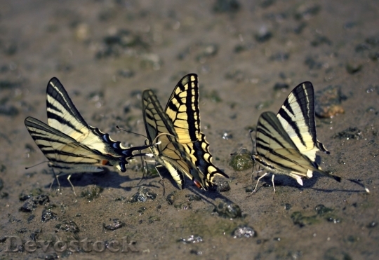 Devostock Butterfly colorful  (321)