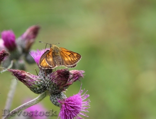Devostock Butterfly colorful  (322)