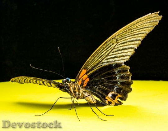 Devostock Butterfly colorful  (325)