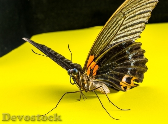 Devostock Butterfly colorful  (326)