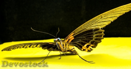 Devostock Butterfly colorful  (327)
