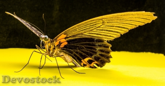 Devostock Butterfly colorful  (328)