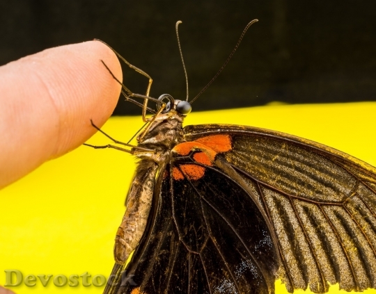 Devostock Butterfly colorful  (331)