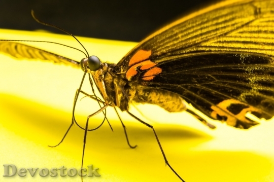 Devostock Butterfly colorful  (333)