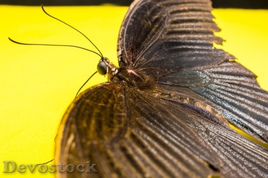 Devostock Butterfly colorful  (334)