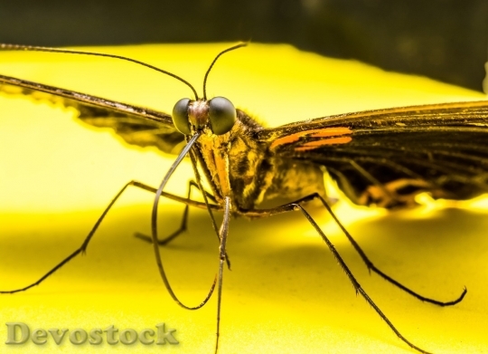 Devostock Butterfly colorful  (335)