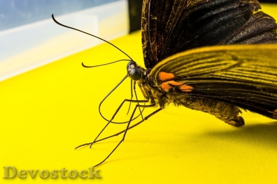 Devostock Butterfly colorful  (338)