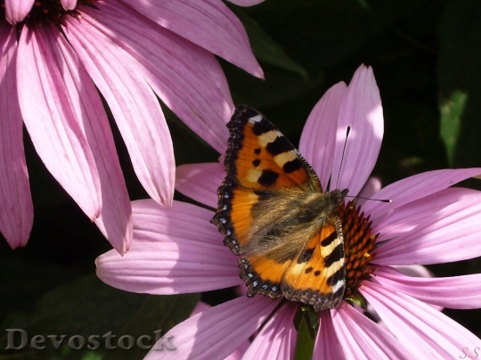 Devostock Butterfly colorful  (339)