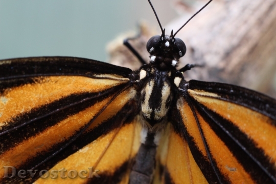 Devostock Butterfly colorful  (34)
