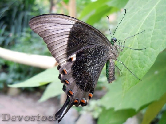 Devostock Butterfly colorful  (342)