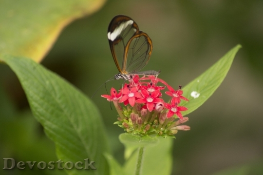 Devostock Butterfly colorful  (344)
