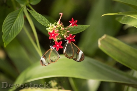 Devostock Butterfly colorful  (345)