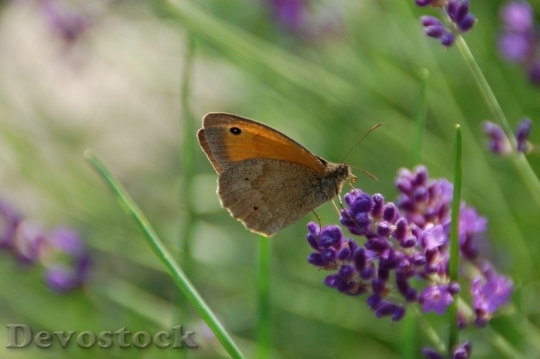 Devostock Butterfly colorful  (346)
