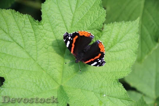 Devostock Butterfly colorful  (348)