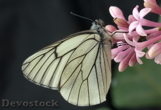 Devostock Butterfly colorful  (349)