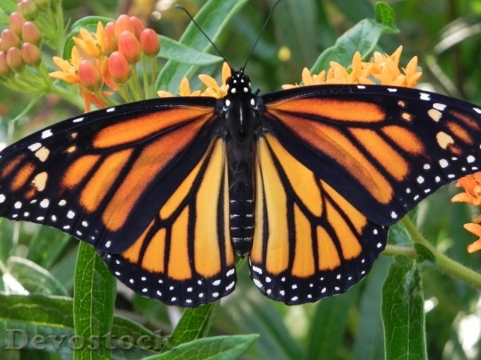 Devostock Butterfly colorful  (350)
