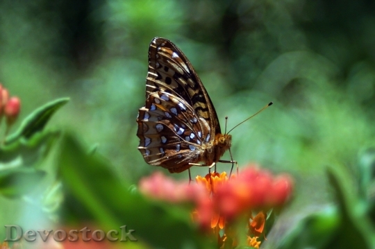 Devostock Butterfly colorful  (351)