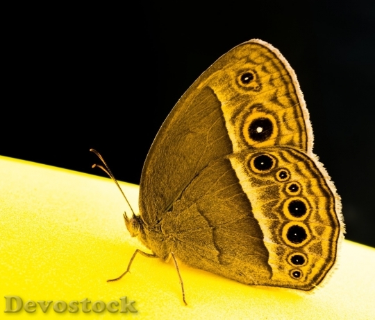 Devostock Butterfly colorful  (352)