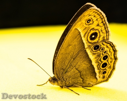 Devostock Butterfly colorful  (353)