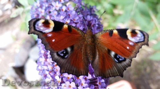 Devostock Butterfly colorful  (355)