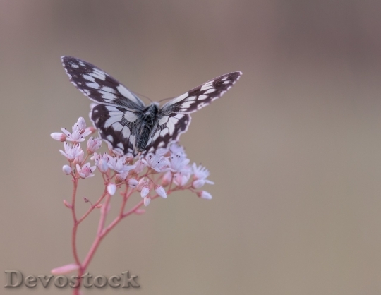 Devostock Butterfly colorful  (356)