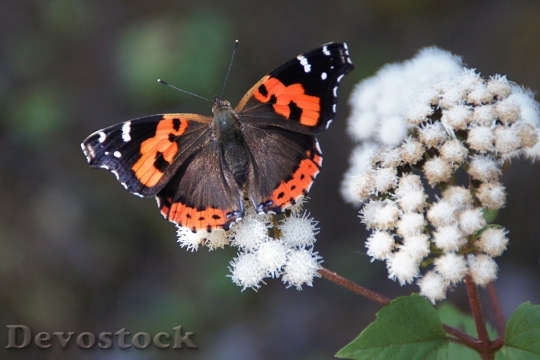 Devostock Butterfly colorful  (358)