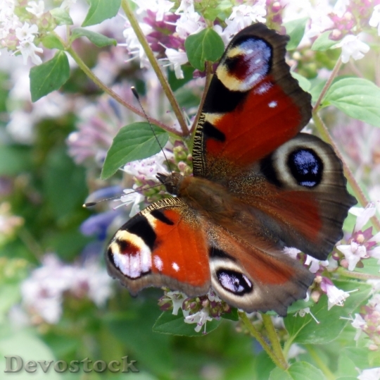 Devostock Butterfly colorful  (359)