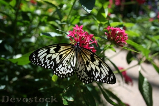 Devostock Butterfly colorful  (36)