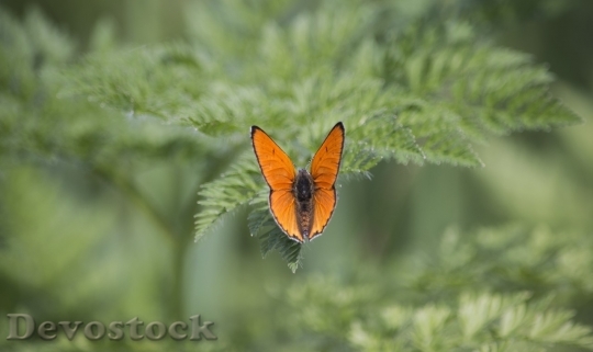 Devostock Butterfly colorful  (361)