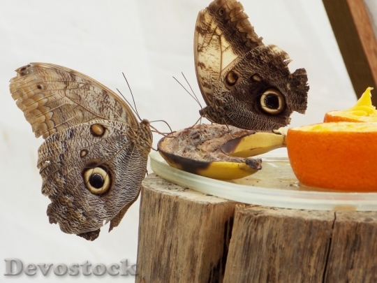 Devostock Butterfly colorful  (362)