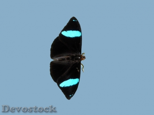 Devostock Butterfly colorful  (364)