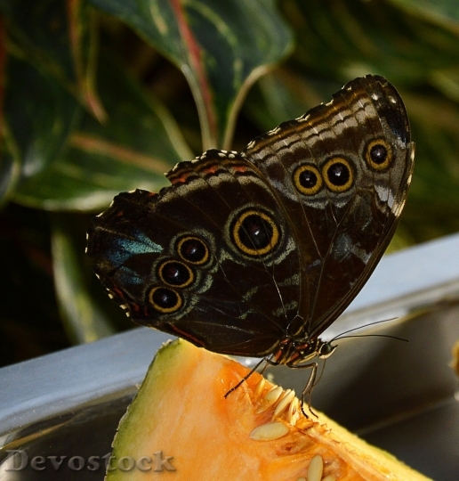 Devostock Butterfly colorful  (365)