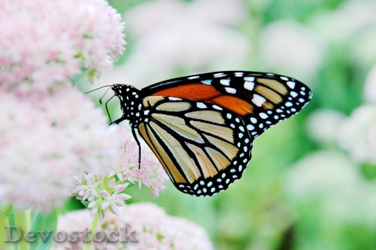 Devostock Butterfly colorful  (368)