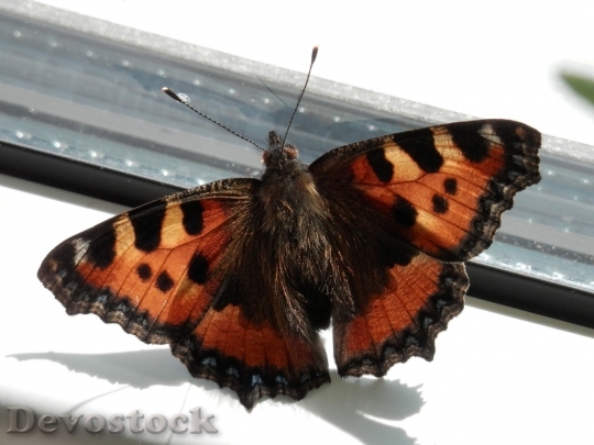 Devostock Butterfly colorful  (369)